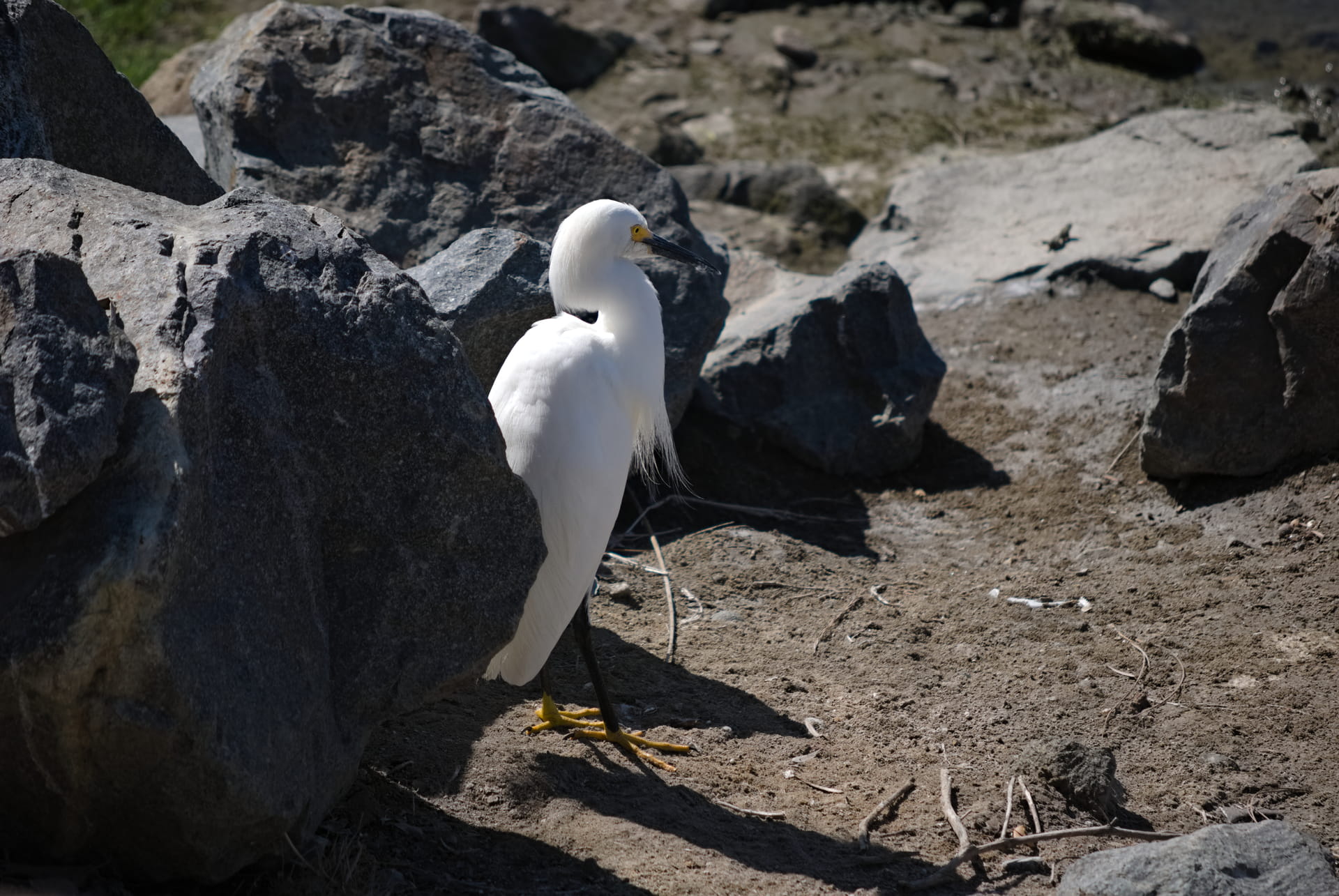 Egret standing behind a rock